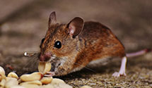 24 Hour & Emergency Exterminators in JB Lewis McChord, WA